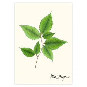 American Beech Notecards